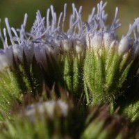 Ageratum houstonianum Mill.